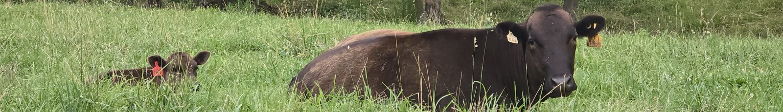 A black cow with a yellow ear tag lies in tall grass next to a small calf with a red ear tag, surrounded by greenery.